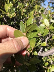 Quercus wislizeni frutescens