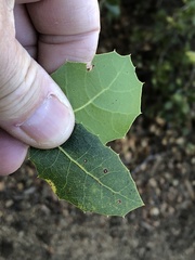 Quercus wislizeni frutescens