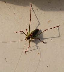 Leptophyes punctatissima