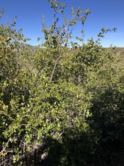 Quercus wislizeni frutescens