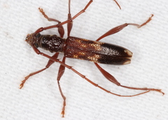 Coptocercus biguttatus