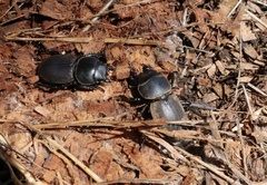 Apterodorcus bacchus