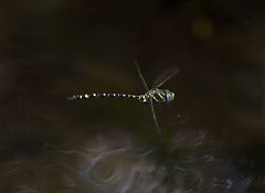 Austroaeschna pinheyi