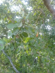 Condalia hookeri