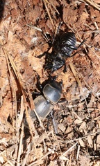 Apterodorcus bacchus