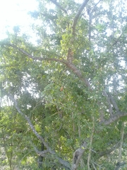 Condalia hookeri