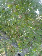 Condalia hookeri