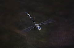 Austroaeschna pinheyi