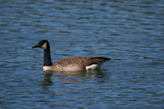 Branta canadensis