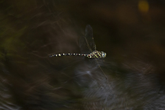 Austroaeschna pinheyi