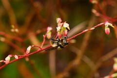 Criorhina bubulcus