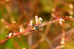Criorhina bubulcus