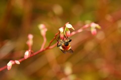 Criorhina bubulcus