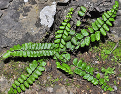 Asplenium azomanes