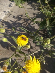 Crepis foetida