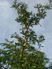Condalia hookeri