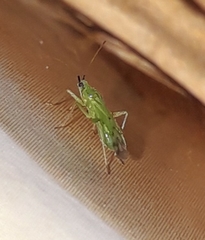 Macrolophus pygmaeus