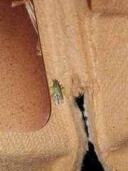 Macrolophus pygmaeus