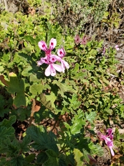 Pelargonium