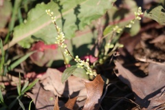 Persicaria barbata