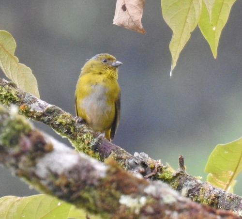 Orange-bellied Euphonia (Euphonia xanthogaster), photo 7
