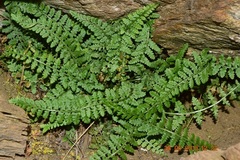 Asplenium foreziense
