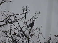 Aphelocoma californica