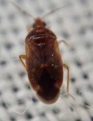 Cardiastethus fasciiventris