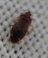 Cardiastethus fasciiventris