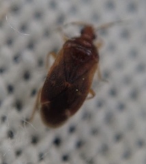 Cardiastethus fasciiventris