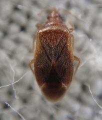 Cardiastethus fasciiventris
