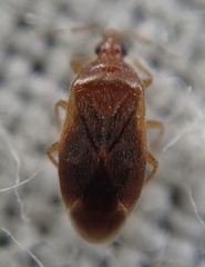 Cardiastethus fasciiventris
