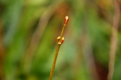 Viburnum edule