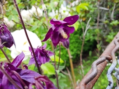 Aquilegia atrata