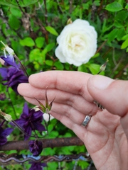 Aquilegia atrata