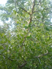 Condalia hookeri