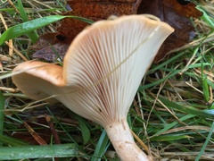 Paralepista