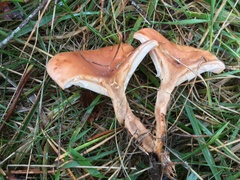 Paralepista