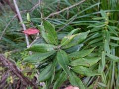 Anoplaspis metrosideri