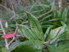 Anoplaspis metrosideri