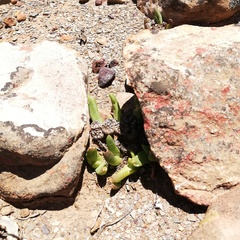 Glottiphyllum