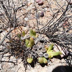 Glottiphyllum
