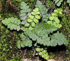 Asplenium petrarchae