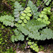 Asplenium petrarchae petrarchae - Photo (c) faluke, some rights reserved (CC BY-NC)