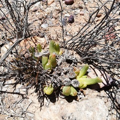 Glottiphyllum