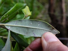 Anoplaspis metrosideri