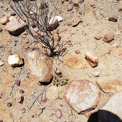 Glottiphyllum