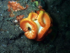 Sycozoa cerebriformis