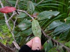 Anoplaspis metrosideri