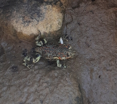 Rhinella atacamensis